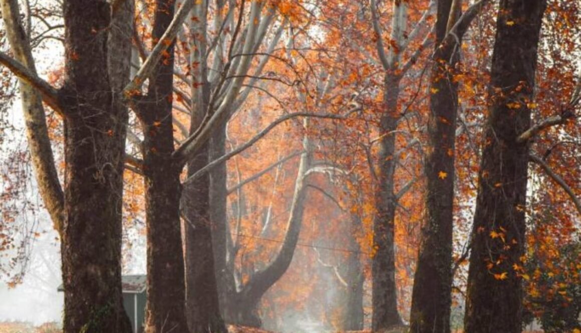 pexels-clickbyabbas-870396474-34889200 (1)